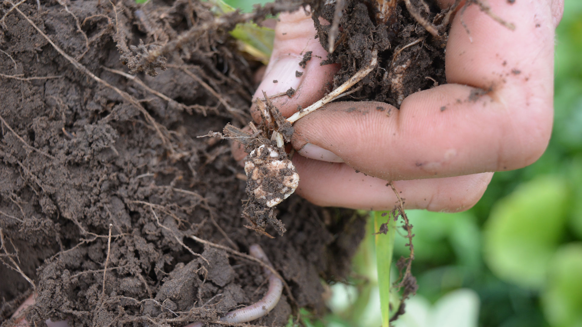 Soil Health Conference, 14 November 2019, Budapest